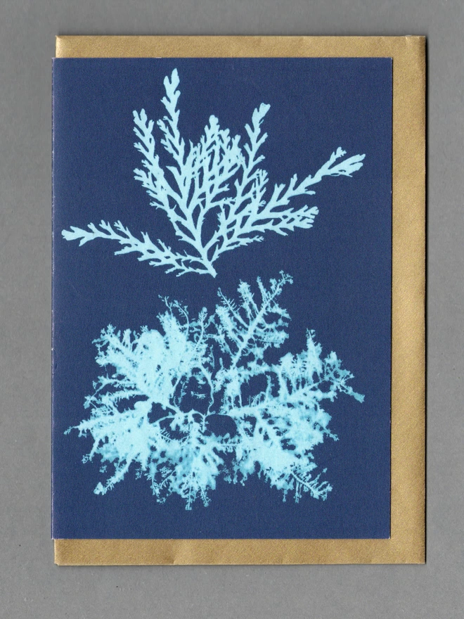 A blue card with a cyanotype print of seaweed specimens and a gold envelope behind.