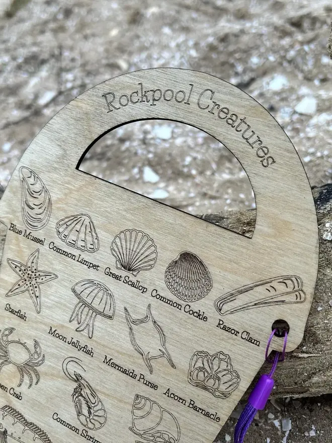 Wooden rockpool creature ID bucket board with engraved sea life illustrations and labels, lying on sand beside driftwood with a purple strap.