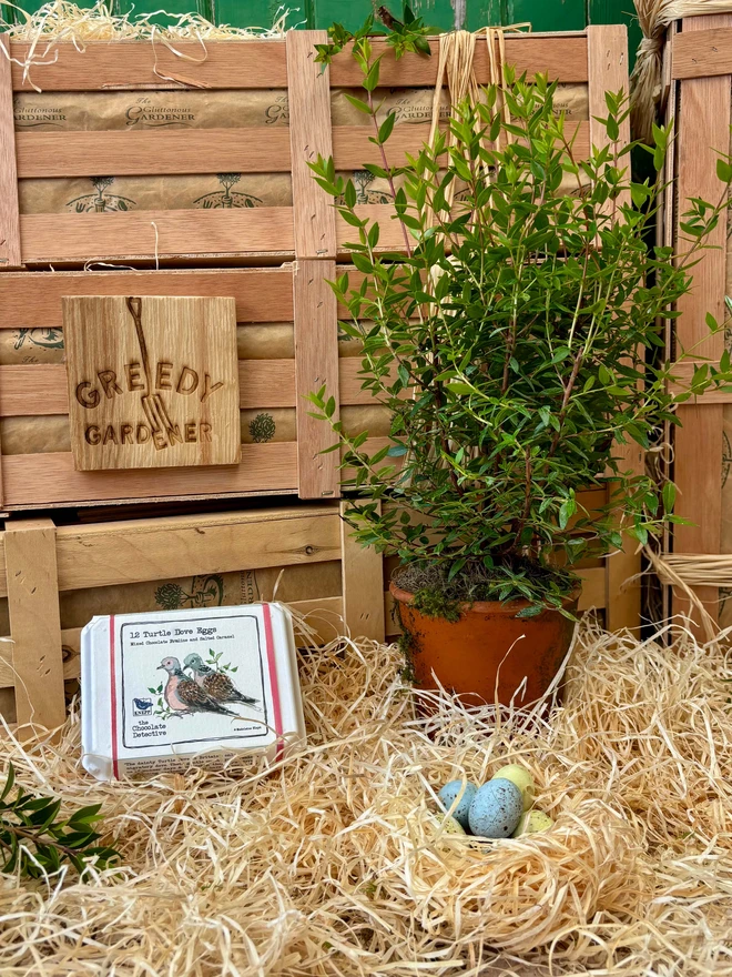 Myrtle plant in a terracotta pot with a box of the chocolate detective turtle dove eggs in front of the Greedy Gardener gift crate  on bed of wood wool.