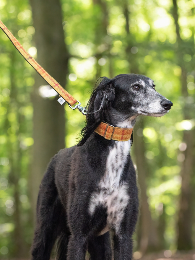 English Mustard Tweed House Dog Collar