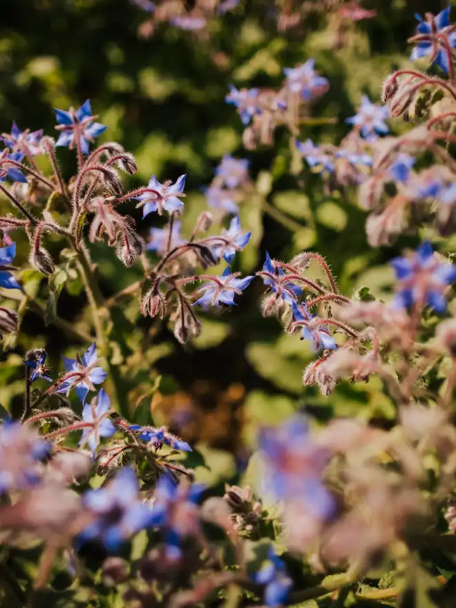 Borage Honey