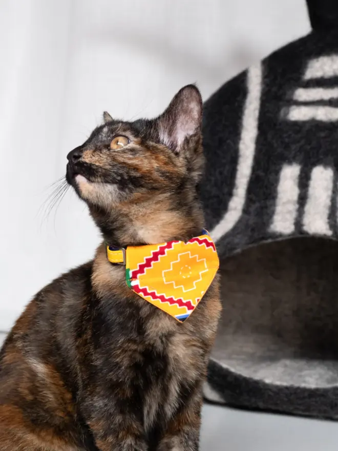 Cat wearing a colourful bandana 