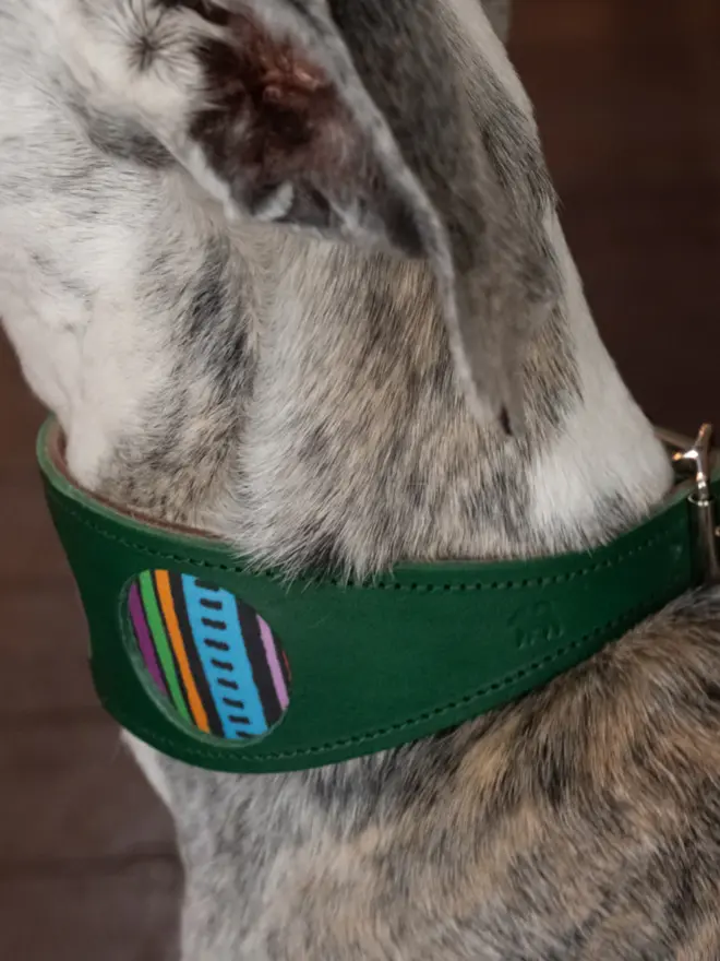 Dog wearing a rainbow stripe hound collar