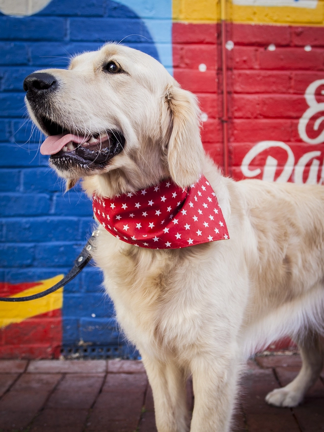 Tie On Red and White Star Dog Bandana
