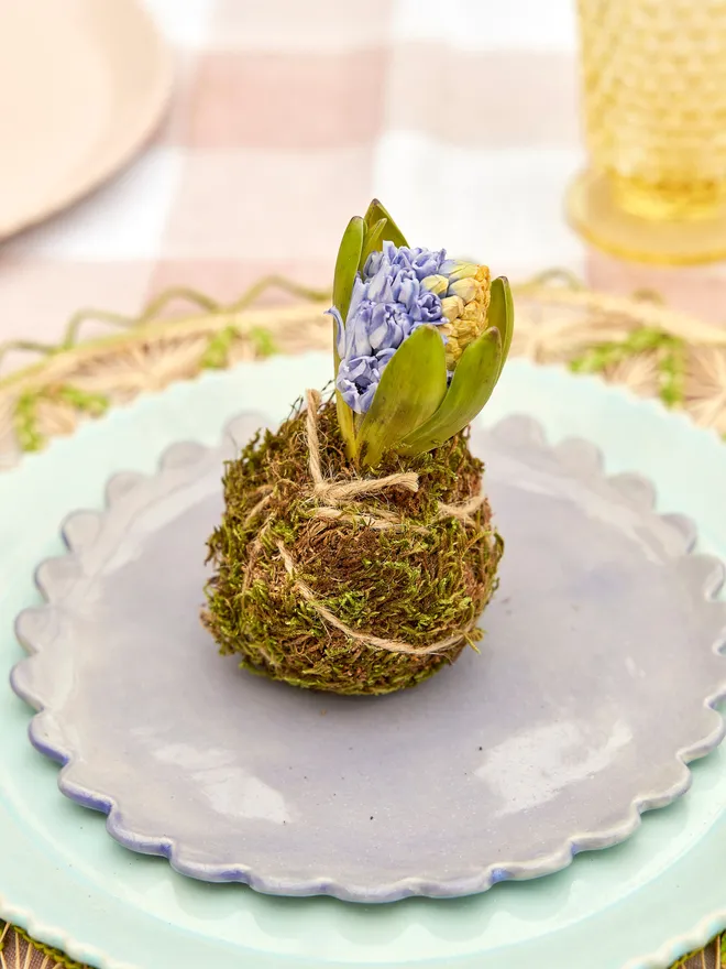 1 individual Hyacinth Kokedama bulbs wrapped in moss and soil,  string attached to hang in any location, sitting on a blue frilled plate on a pink and white tablecloth 