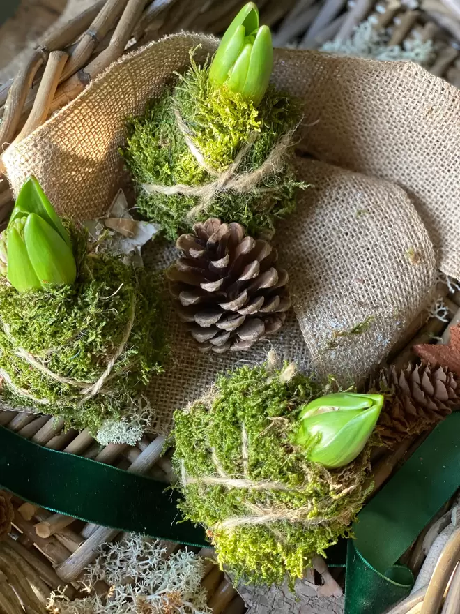 Three individual Hyacinth Kokedama bulbs wrapped in moss and soil,  string attached to hang in any location, sits in a small wicker basket with a pine cone, a dark green velvet ribbon one cm wide hangs across the basket, together with a thicker band of hessian looking material drapes over the basket, dried moss and a wooden bark star can also be seen.ndividual Hyacinth Kokedama bulbs wrapped in moss and soil,  string attached to hang in any location, sits in a small wicker basket with a pine cone, a dark green velvet ribbon one cm wide hangs across the basket, together with a thicker band of hessian looking material drapes over the basket, dried moss and a wooden bark star can also be seen.