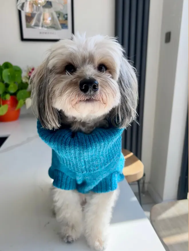 Vibrant blue dog jumper