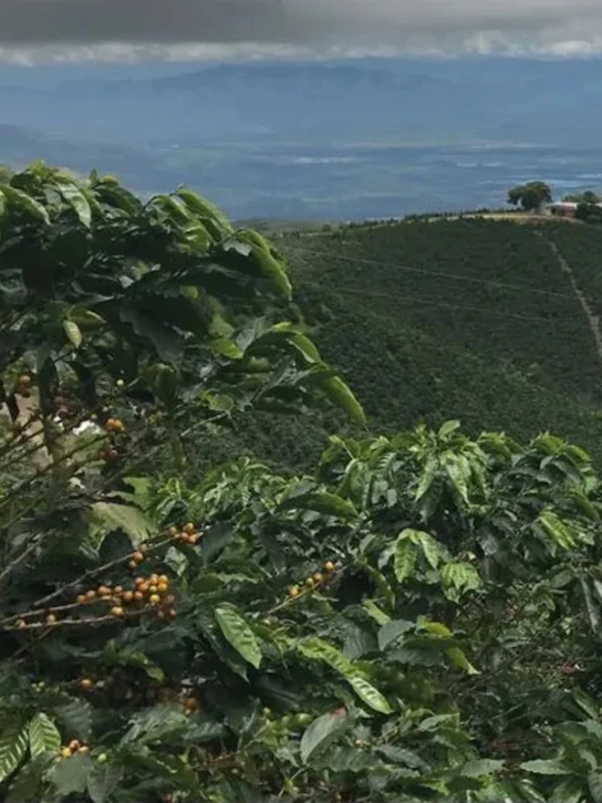 Lush green countryside