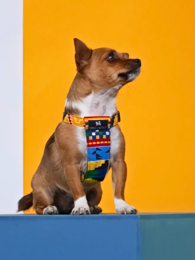 Chihuahua wearing a colourful dog harness