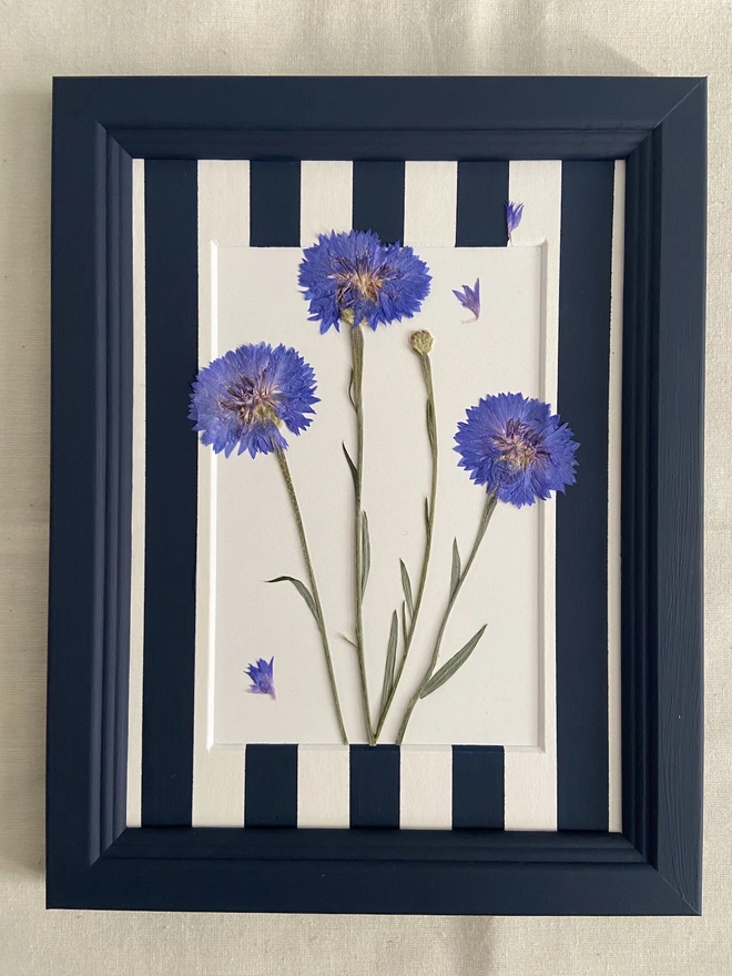 Pressed blue cornflowers on a hand painted stripe mount and painted frame