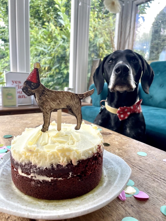 Border Terrier Dog Cake Topper on an iced cake with a black dog next to it