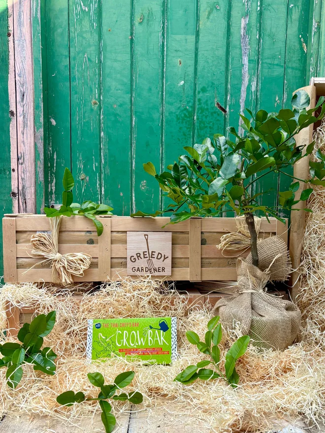 Greedy Gardener Thai Chef Crate includes a Kaffir lime plant and a Thai Chef Growbar packaged in a wooden gifting crate. 
