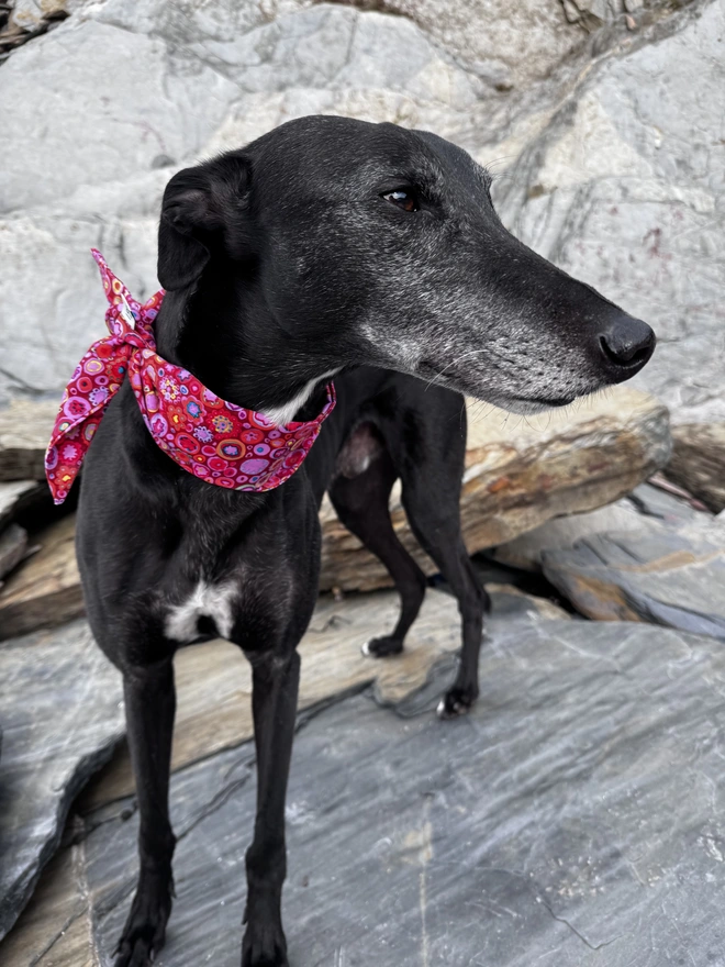 Raspberry Ripple Rock Candy Dog Bandana 