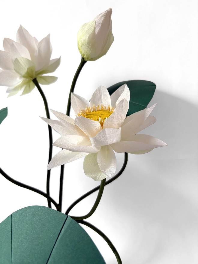 Crepe Paper White Sacred Lotus DIY Kit