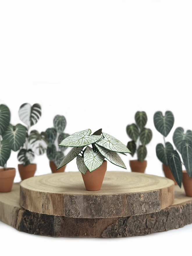A miniature replica Caladium Angel Wings paper plant ornament in a terracotta pot sat on a wooden log slice with other paper plants in the background against a white background