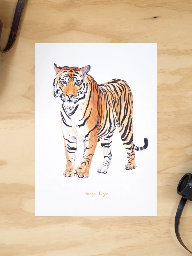 a print featuring an illustration of a bengal tiger looking right at you