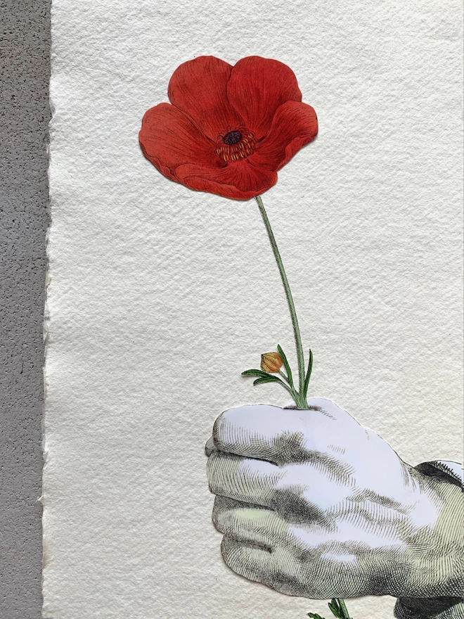 Close up of a hand holding a red poppy