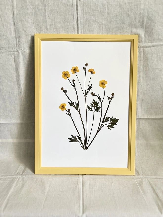 pressed buttercup flowers in painted yellow frame