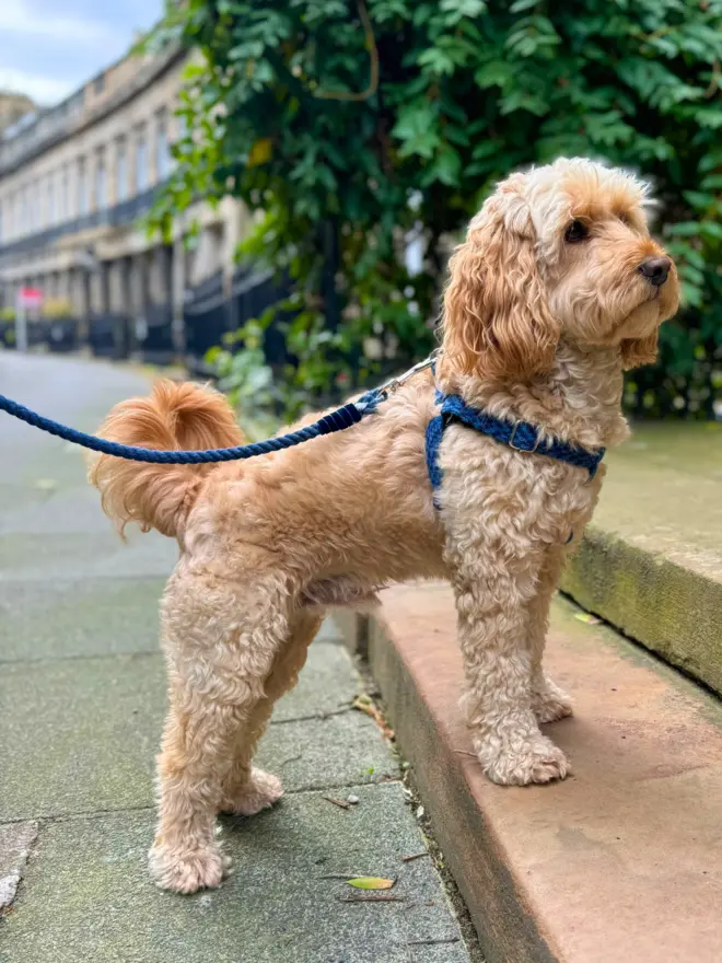 cockapoo standing on a step wearing a navy harness and matching lead