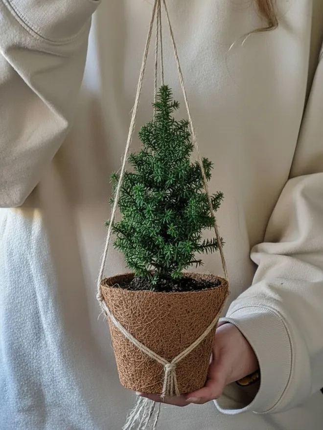 mini Christmas tree in mossed coir pot with little lights on, held by two hand from its hanger