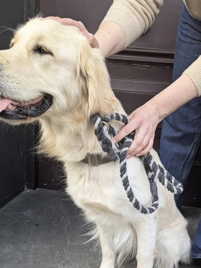 Wool Twist Dog Lead, a dog wearing a colourful lead sitting by a door. 