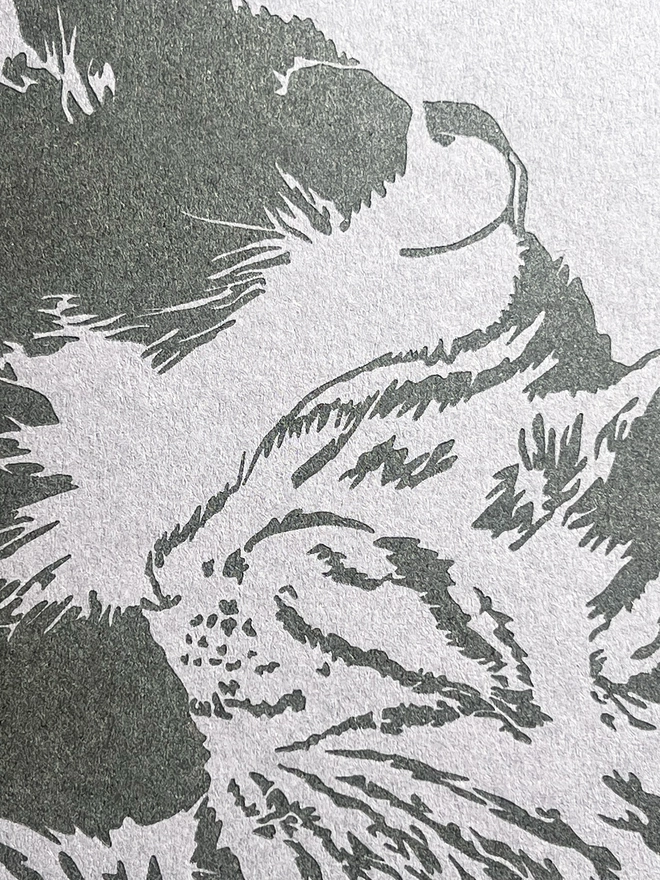 Close up of the Molly and Maud cats cuddling.