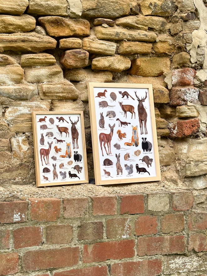 a print featuring illustrations of british mammals showing both sizes