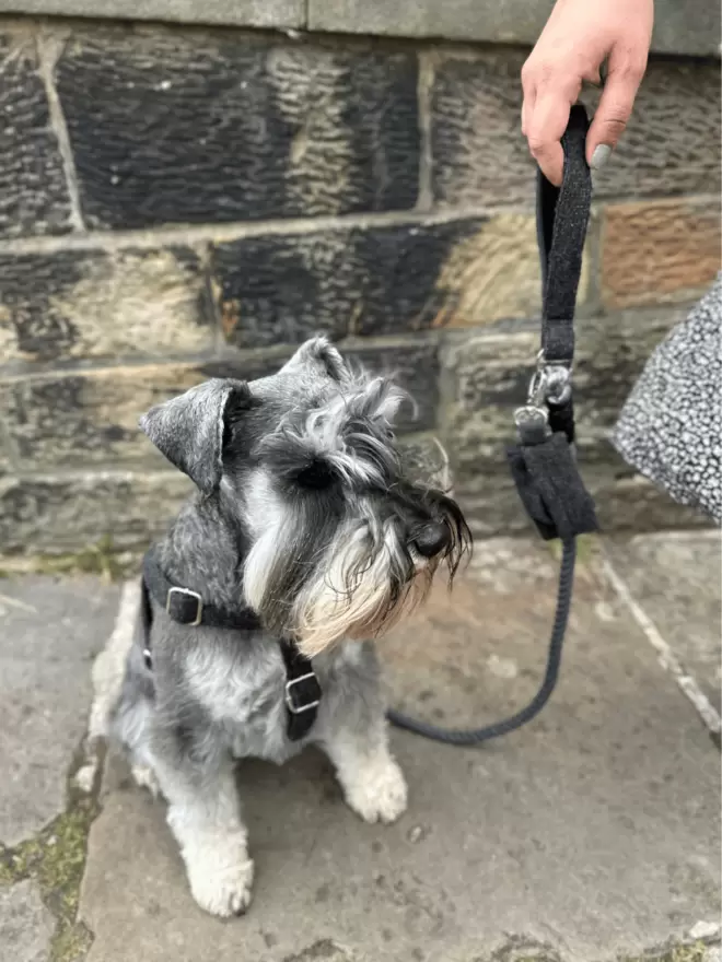 Miniature Schnauzer wearing black harness sitting on street with black rope lead