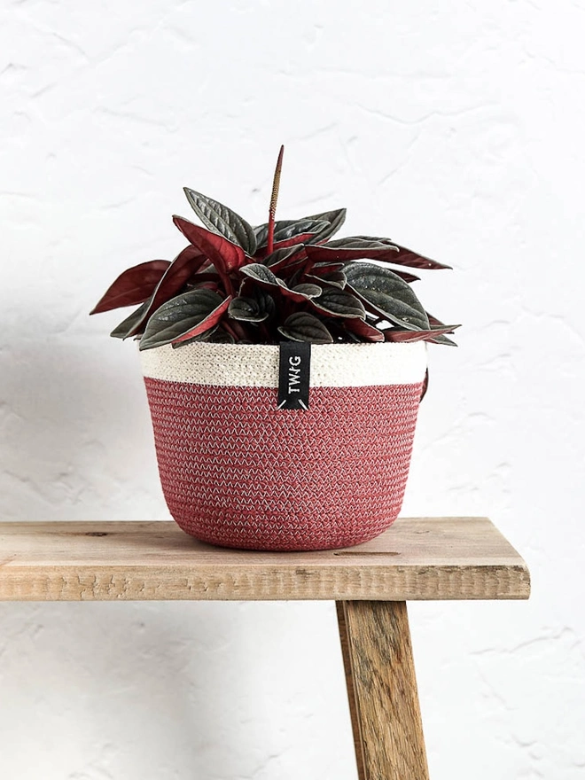 Small Natural Cotton Plant Pot