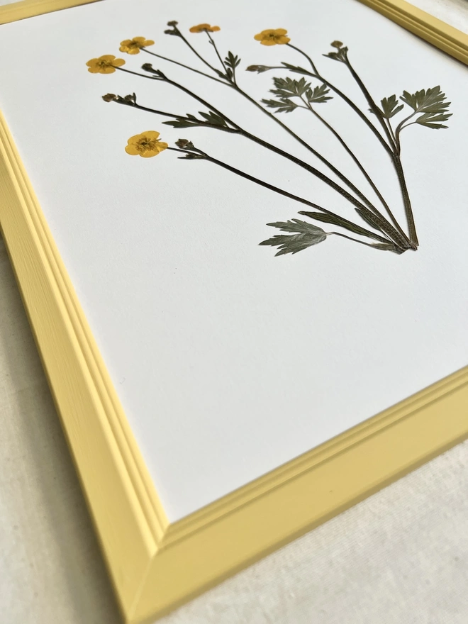 pressed buttercup flowers in painted yellow frame