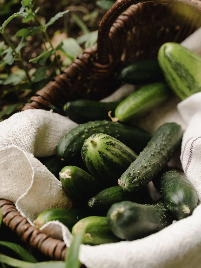 Cucumber Standard Candle