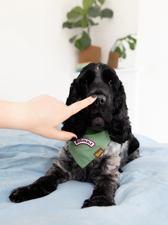 A cocker spaniel is laying on a bed wearing a green bandana with a merit badge that reads 'bootable'. A woman's hand is booping the dogs nose.