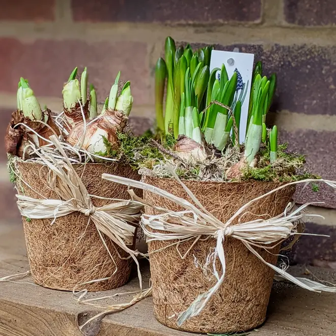Spring Bulbs in a moss coir pot on a garden ledge