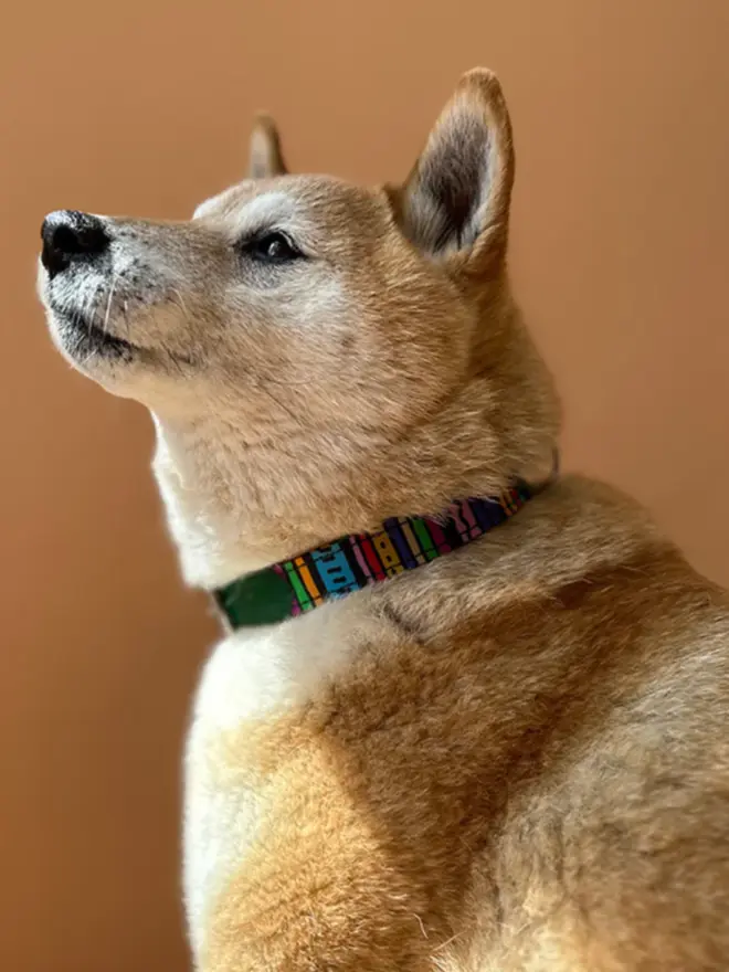 rainbow stripe dog collar