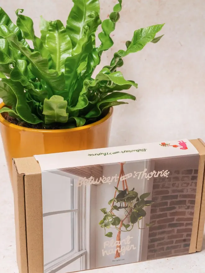 Macrame Hanger With Wooden Ring, on a table, next to a plant. 