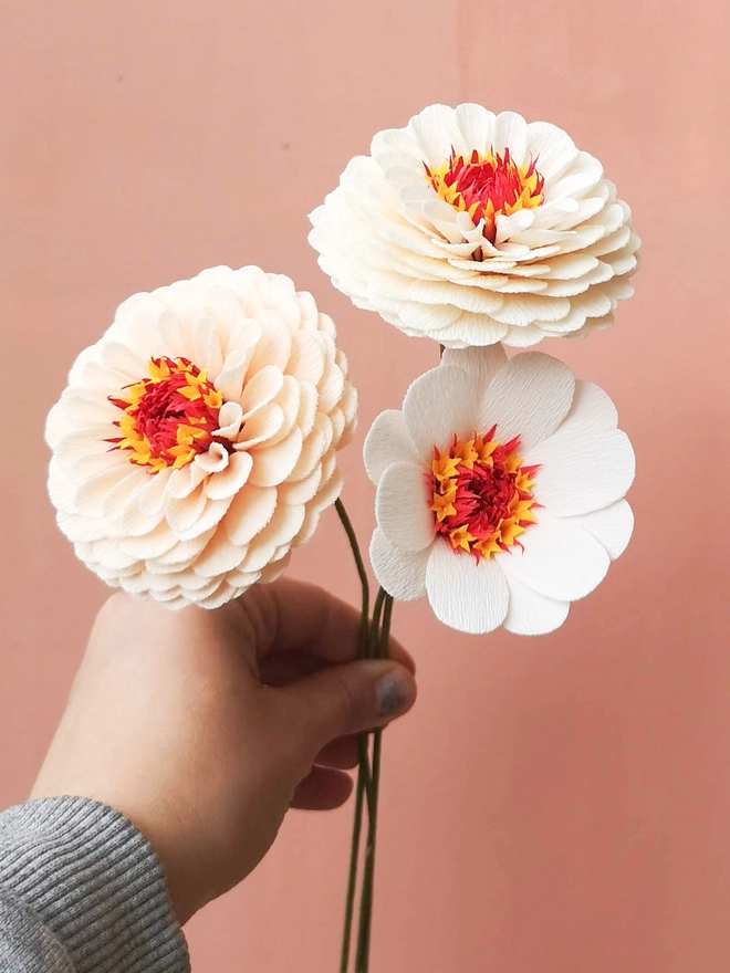 Three zinnias in champagne collection