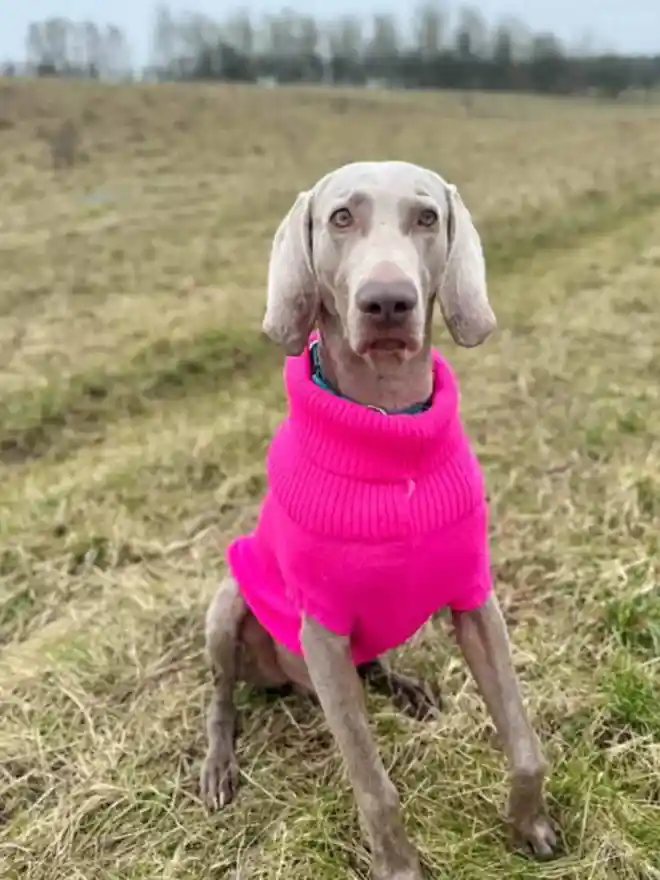 extra large dog jumper on a Vizsla 