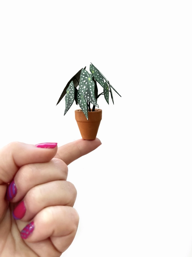 A miniature replica Begonia Maculata polka dot paper plant ornament in a terracotta pot sat on a fingertip against a white background