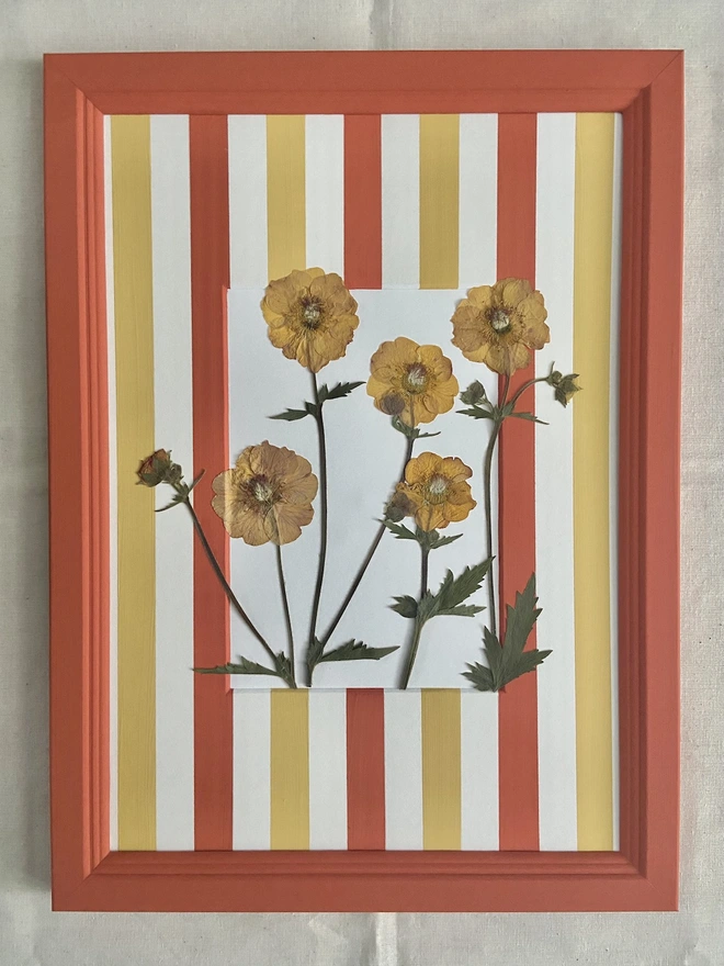 Pressed geum flowers in painted frame with stripe mount