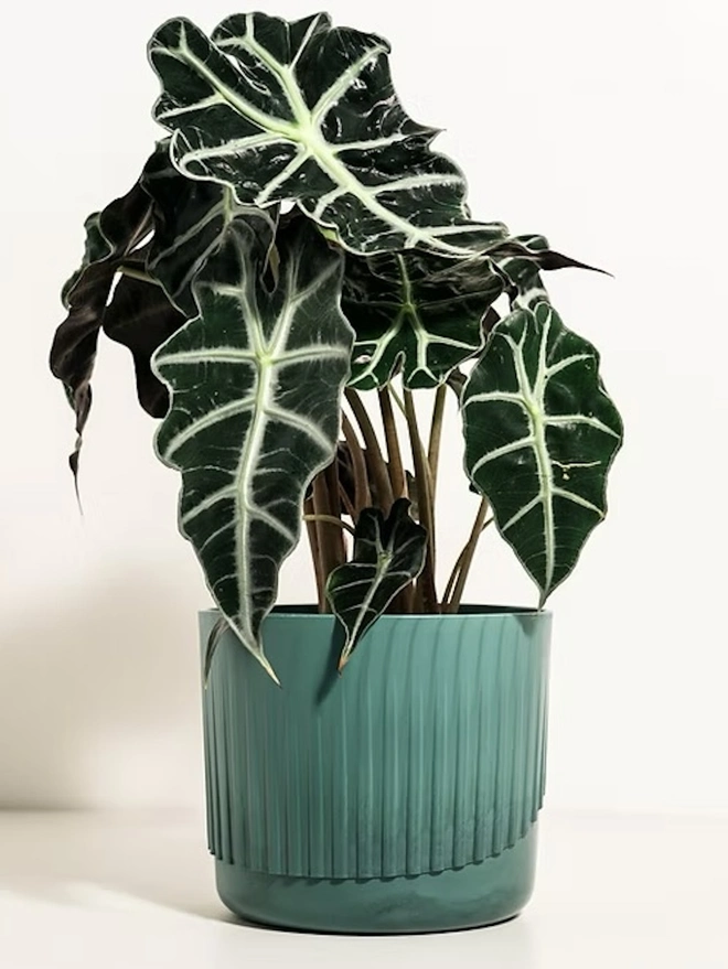 Ocean Plastic Plant Pot Small, a green recycled plant pot sitting on a white surface against a plain backdrop. It is accompanied by a plant. 