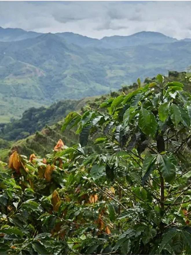 Lush green countryside
