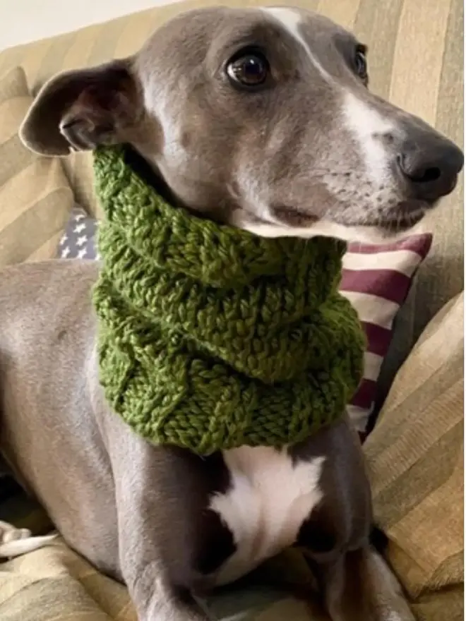 Chunky Knit Pet Snoods