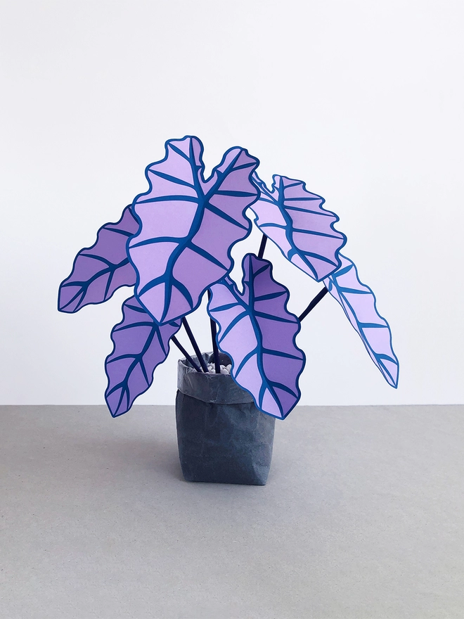 Purple paper plant by Brazen Botany