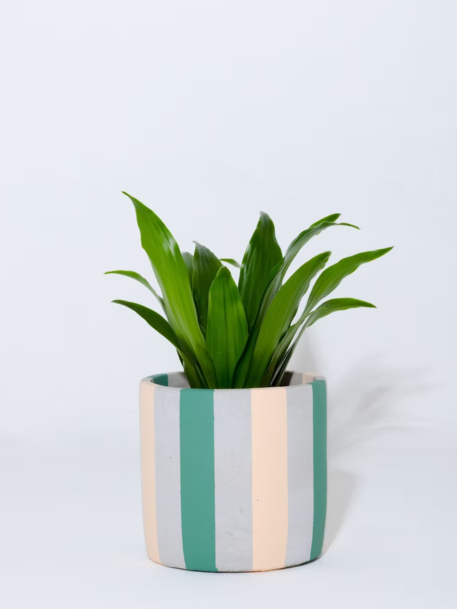 coloured stripes concrete plant pot. a grey plant pot with teal and beige stripes.