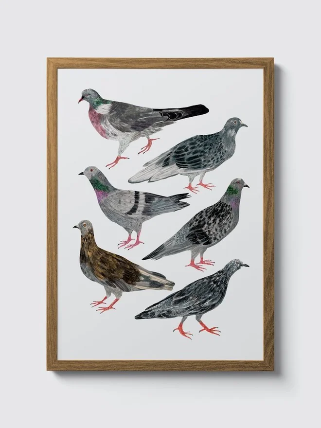 Pigeons Print