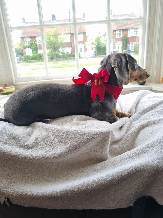 A red velvet ribbon on a sausage dog