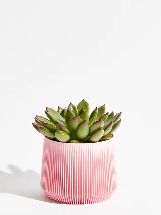 Sustainable 3D Printed Sakura Pink Plant Pot, pillar design, against a white background.