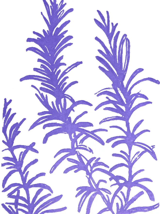 Close up of design on front of card. Monochrome purple-blue flat shaded artwork of Rosemary sprig. 