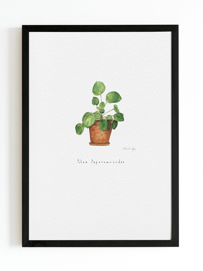 Art print with pilea peperomioides in terracotta pot, beautifully painted in watercolour on white background with black frame around