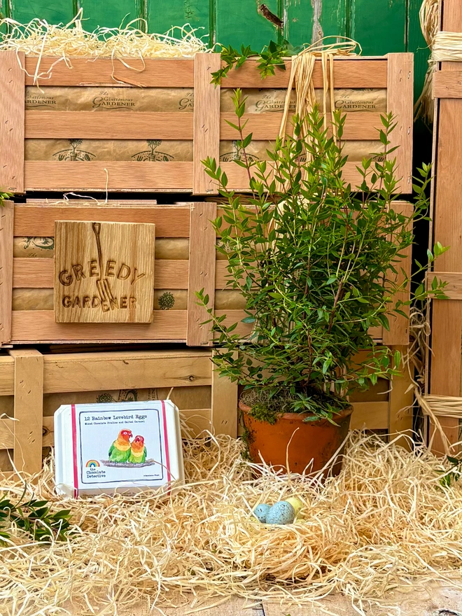 A myrtle plant in a terracotta pot next to a box of Rainbow lovebirds chocolate eggs in front of the Greedy gardener wooden gifting crates.